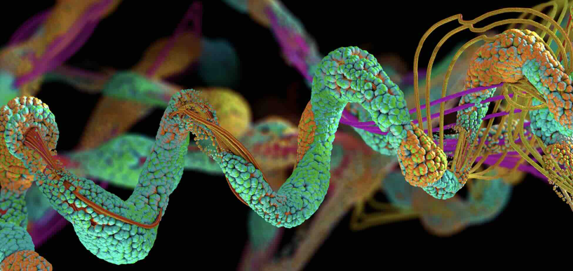 Unlocking the Secret to Revitalized Blood Vessels with A3 Peptides